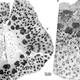 Imagen para el artículo titulado El tronco de los árboles prehistóricos era más extraño y complejo que el de los actuales, y no sabemos por qué